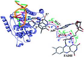 Excited-state proton coupled electron transfer between photolyase and the damaged DNA through ...