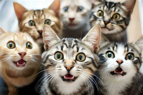 Portraits group of cats funny faces.Generative Ai. 29552901 Stock Photo at Vecteezy