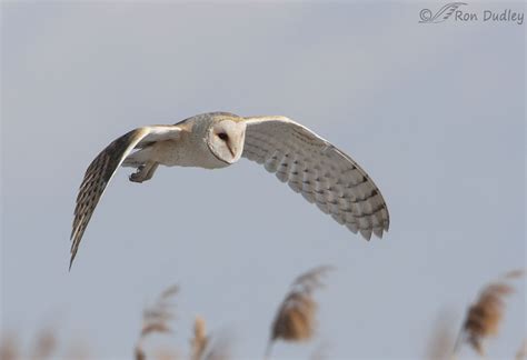 White Barn Owl Flying