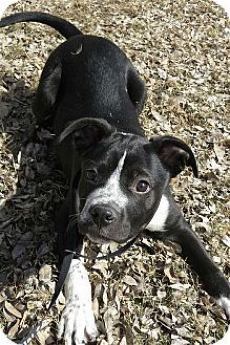 #boxermix #border #collie #boxer #mix | Border collie, Puppy adoption ...