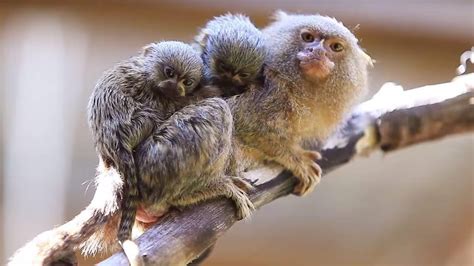 Fascinating World of Finger Monkeys (Marmoset): Facts And Insights