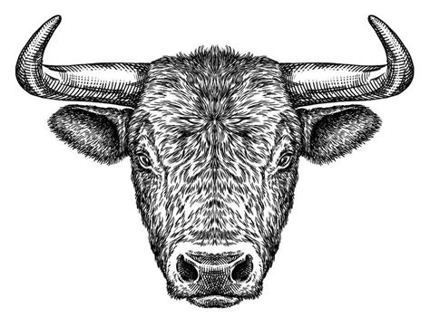 Black and White Engrave Isolated Bull Illustration Stock Illustration ...