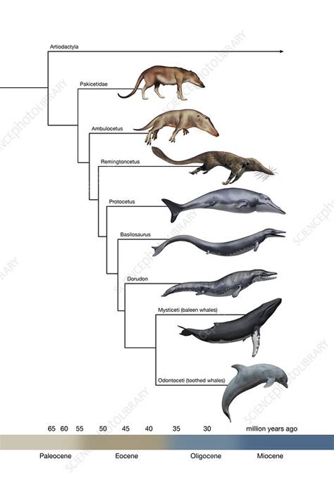 Whale evolution, illustration - Stock Image - C046/8249 - Science Photo ...