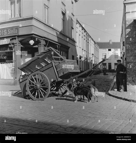 Belgian cart dogs in Ghent , Belgium . 1938 Stock Photo - Alamy