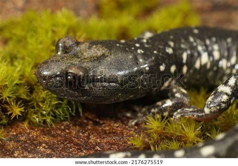 9,995 Black Salamander Images, Stock Photos, 3D objects, & Vectors ...