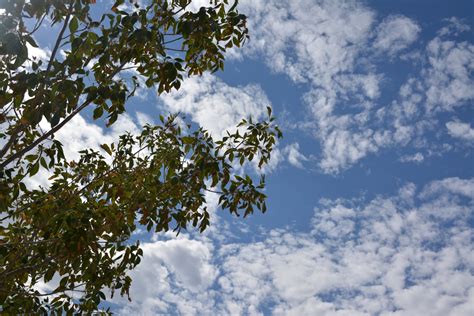 Looking Up Clouds Branches Leaves Free Stock Photo - Public Domain Pictures