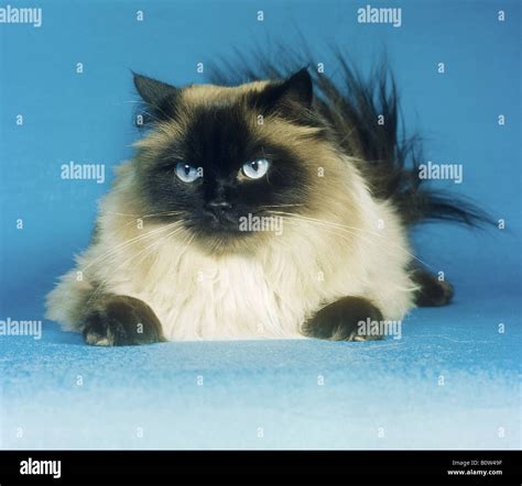 persian cat (colourpoint) - lying Stock Photo - Alamy