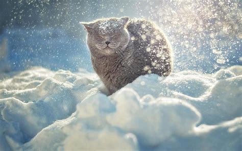 Cat enjoying the snow HD desktop wallpaper : Widescreen : High Definition : Fullscreen