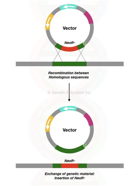 Gene Knockout: Steps, Methods and Applications