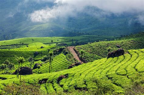 Premium Photo | Green tea plantations in munnar, kerala, india