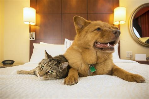 The Top 12 Pet-Friendly Hotels in the USA | Travel | US News