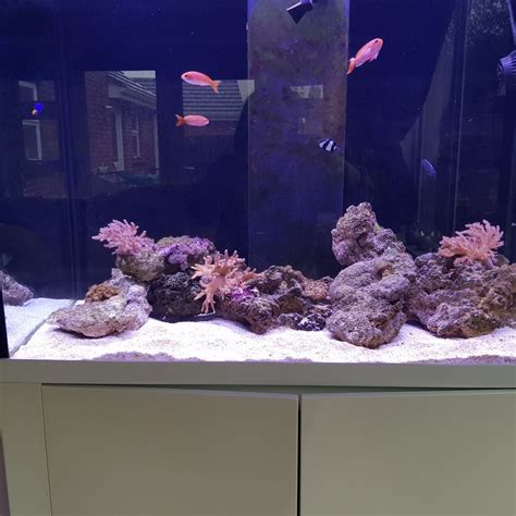 Damsels | REEF2REEF Saltwater and Reef Aquarium Forum