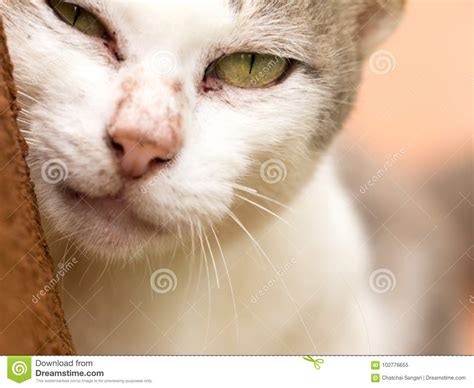 Close up cat face stock image. Image of kitten, background - 102776655