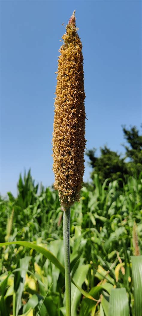 Maize crop in farm - Free Image by Ssk on PixaHive.com