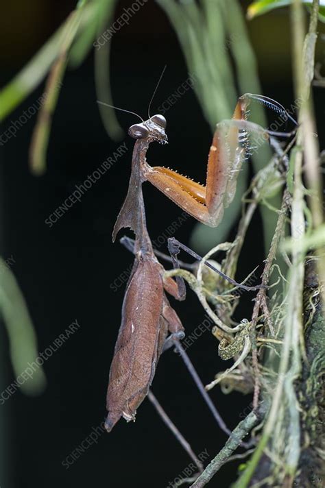 A dead leaf mantis - Stock Image - C026/9366 - Science Photo Library