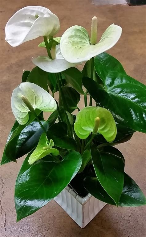 Anthurium in Los Angeles, CA | Brenda's Flowers