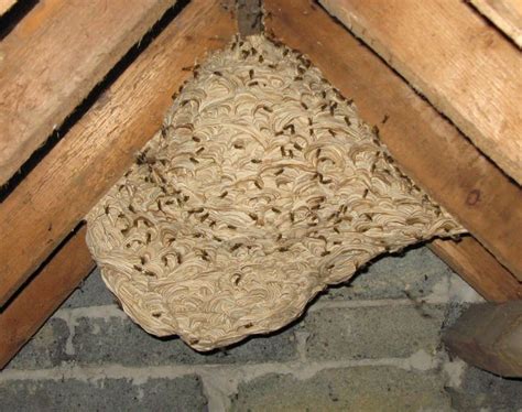 Pin by Peg Sue Masterson on you're in trouble | Yellow jacket, Nest, Native bees