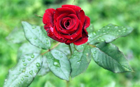 Rose With Water Drops Wallpapers Group (78+)