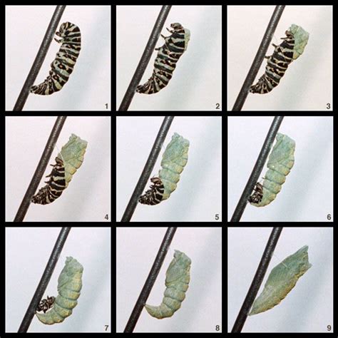 Anise Swallowtail Caterpillar to Chrysalis http://butterflies.aa6g.org/Butterflies/Raised/ani ...