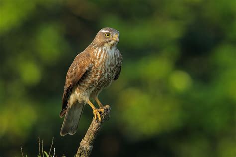 Jenis Burung Elang Laut - Jenis Burung