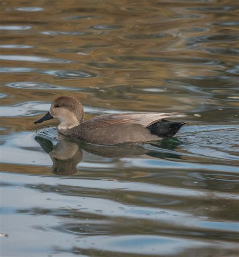 Identification of 10 Marsh Duck Species: an Updated Photographic Guide | Miles Hearn