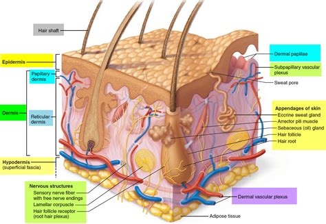 Dermis - Layers, Papillary Layer, Function - Epidermis