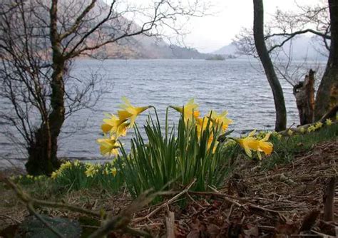 Daffodils at Ullswater - Wordsworth Point, Glencoyne Bay. - Visit Cumbria