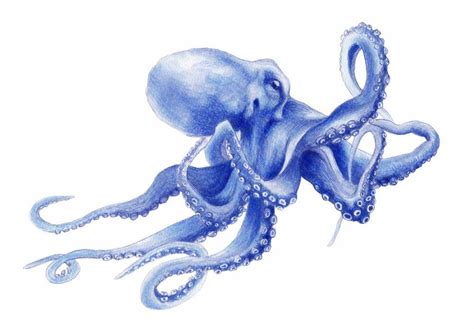 Travelling Octopus Watercolour Limited Edition Art Print Coastal Style Decor in Shibori Blue ...