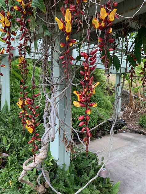 Tropical Gardening: Vines add to that tropical look - Hawaii Tribune-Herald