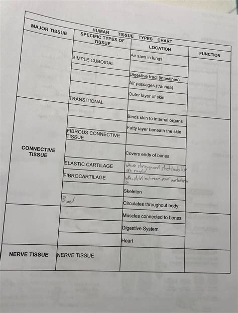 [Solved] MAJOR TISSUE HUMAN TISSUE TYPES CHART SPECIFIC TYPES OF TISSUE ...