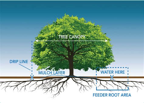 Tree Care Guide | Denver Water