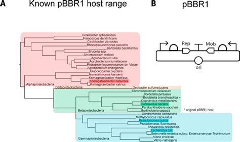 Enabling parts expression across hosts. (A) Known pBBR1 compatible... | Download Scientific Diagram