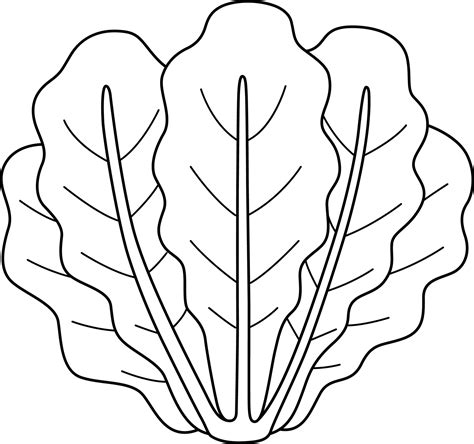 Romaine Lettuce Vegetable Isolated Coloring Page 11487136 Vector Art at Vecteezy