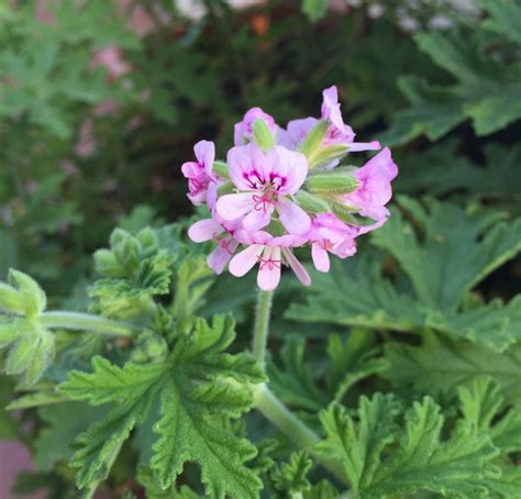 Pelargonium graveolens - Balcone Fiorito - Il blog del Giardinaggio