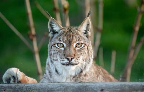 Why do Eurasian Lynxes Change Colour? - The Big Cat Sanctuary