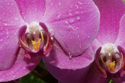 File:Beautiful pink Orchid flower photo.jpg - Wikimedia Commons
