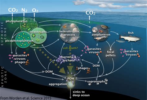 Ocean Ecosystem Diagram