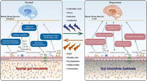 The role of gut microbiota in depression. Through the... | Download ...