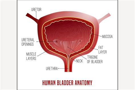 the human bladder anatomy with labels