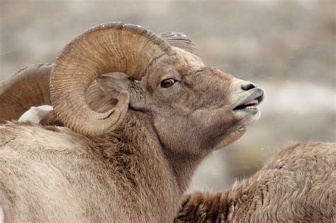 Bighorn Sheep Free Stock Photo - Public Domain Pictures