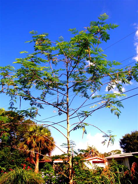 How to grow a Moringa tree: a Home-School Science Experiment, plus a ...