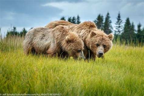 2019 Alaska Wildlife Tour - Jeff Schultz Photography