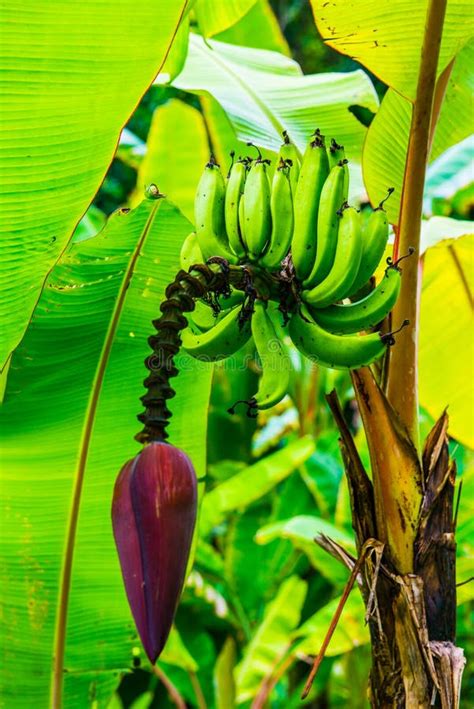 Pisang Ambon Banana on Tree Stock Photo - Image of season, detail: 248958154