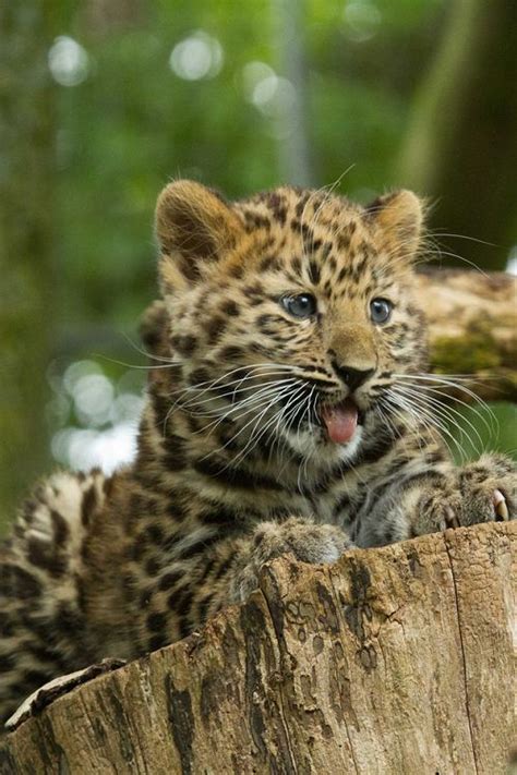 Amur Leopard Cub : aww