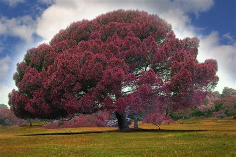 Majestic Tree Photo Digital Painting Photograph by Heinz G Mielke