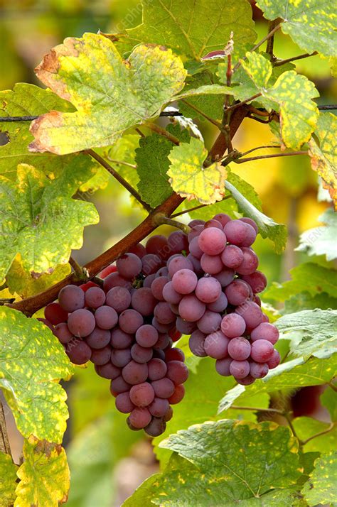 Pinot noir grapes - Stock Image - E770/1712 - Science Photo Library