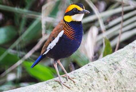 Gurney's Pitta: One of the World's Rarest Birds Living in Thailand