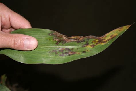 Anthracnose leaf blight of corn - Plant & Pest Diagnostics