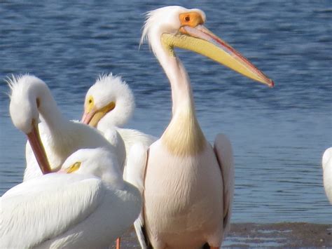 Florida Suncoast Birding: Great White Pelican