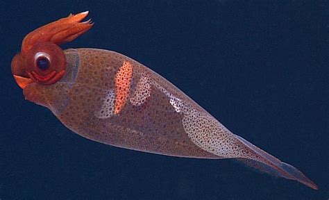 Taonius borealis “cockatoo squid” | Deep sea creatures, Saltwater aquarium fish, Cool fish